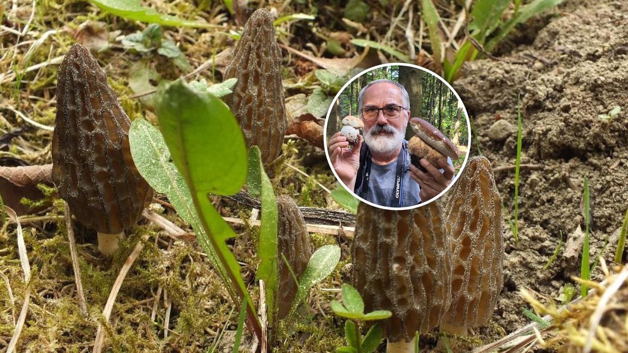 Niedługo się pojawią. Za kilogram tych grzybów płacą ponad 3 tys. zł