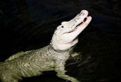 Porażające znalezisko w żołądku aligatora