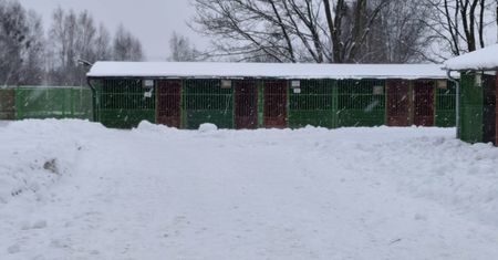 Ostróda: Czy Miejskie Schronisko przyjmie zwierzęta z terenu gminy