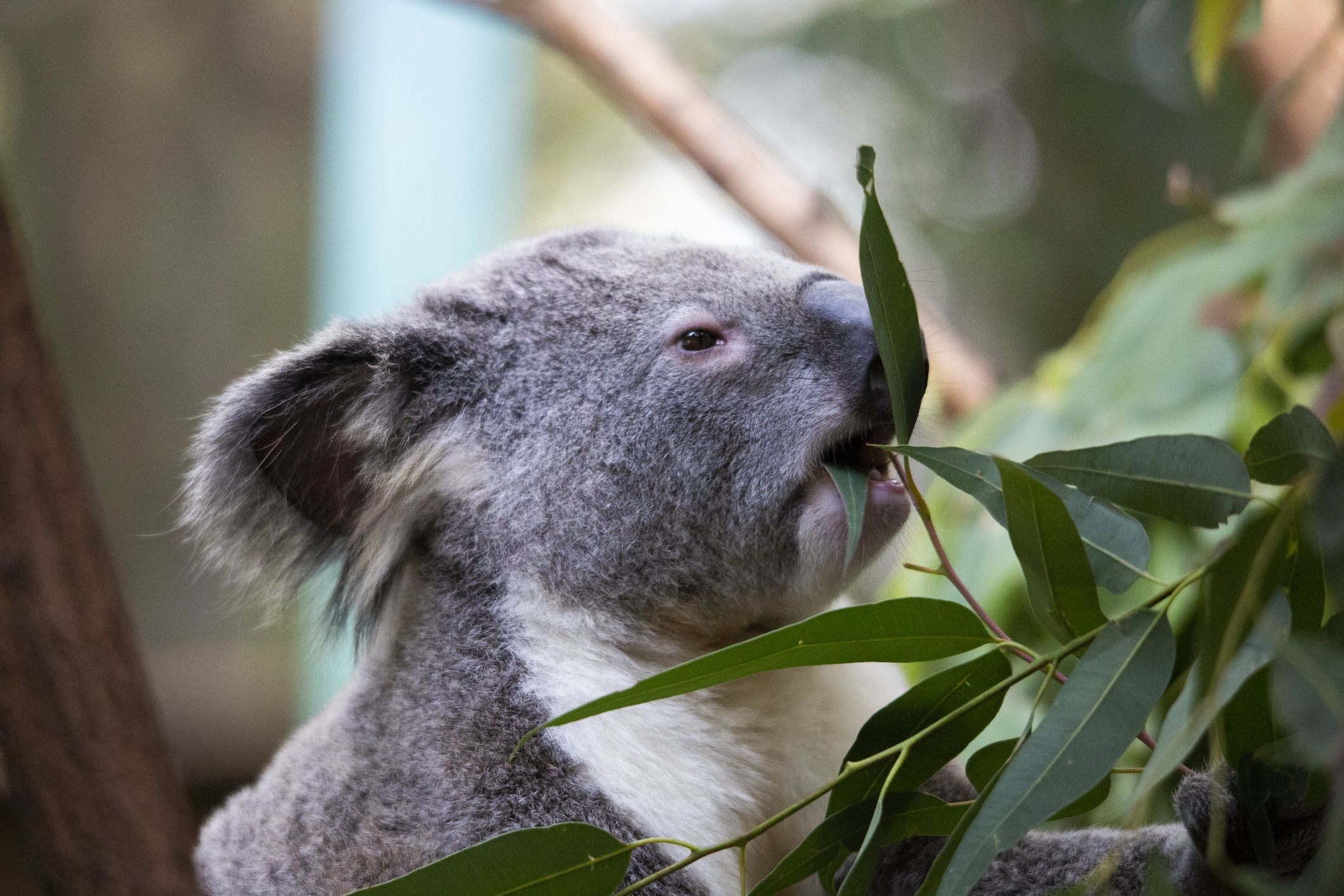 Koala australijski