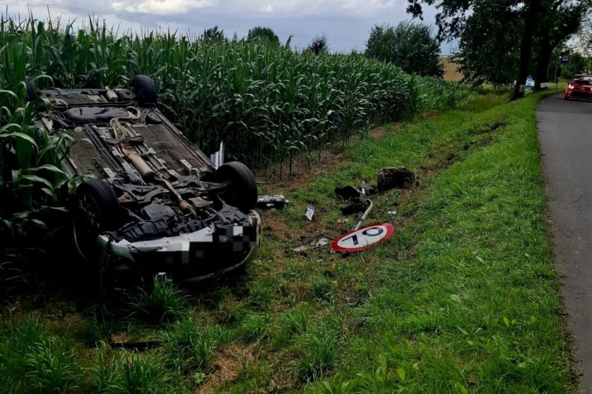 Dachowanie w polu kukurydzy. Za kierownicą 84-latka