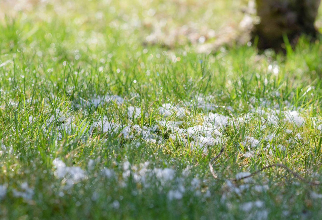 How to take care of the lawn after winter?