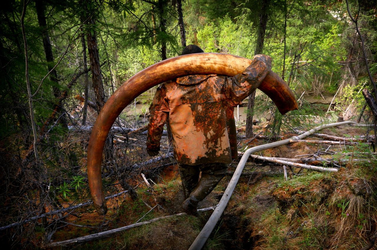 Fotograf spędził 3 tygodnie z kłusownikami... mamutów