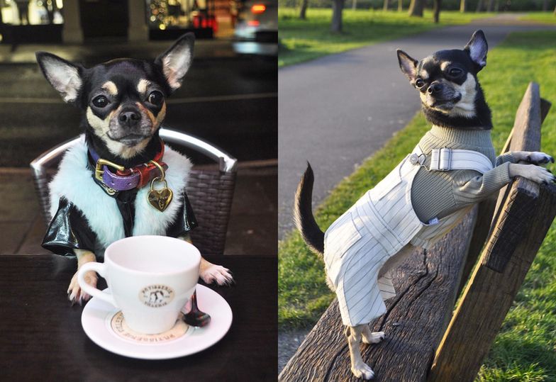 Dolly Pawton - chihuahua, która robi "karierę" na Instagramie