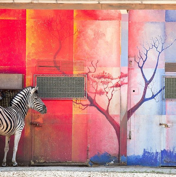 Melancholia i smutek zwierząt z ogrodów zoologicznych na poruszających zdjęciach 1