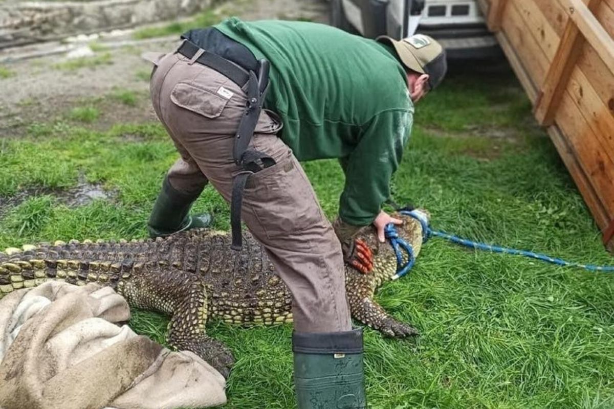 Trzymał zwłoki dzikich zwierząt na posesji w Sosnowcu. Szczegóły są wstrząsające