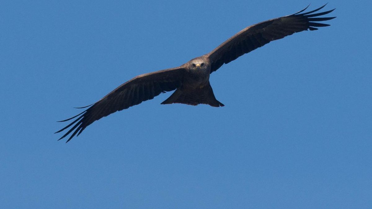 Kania ruda: zwiastun wiosny i skarb polskiej przyrody