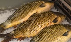 Skandal w sklepie. Karpie bez wody