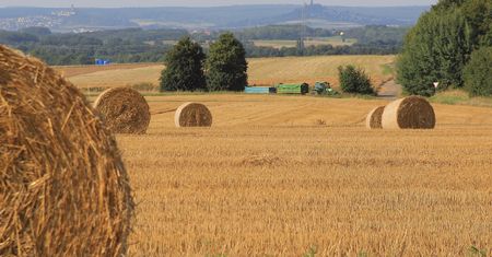 Co wiesz o życiu na wsi? Sprawdź, czy zdobędziesz 14/14