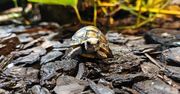 Narodziny w ZOO Płock! Na świat przyszedł mały żółw żabuti czarny – poznajcie Naparstka