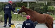 Koń utknął w basenie. Strażacy użyli sprawdzonej metody