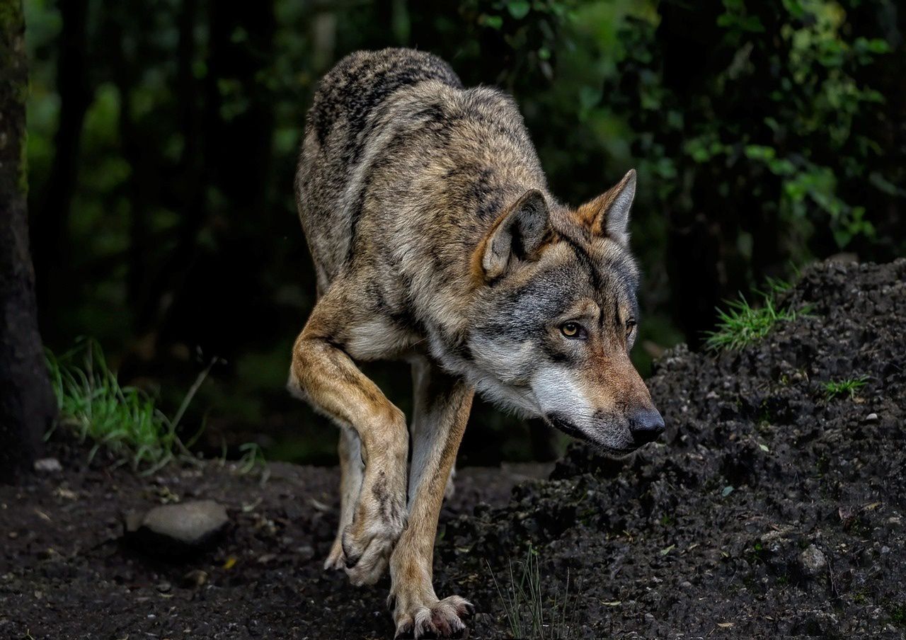 Wolves attacked the woman as she was running. Horror in France