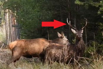 Zaczęło się w polskich lasach. Leśnik wszystko pokazał