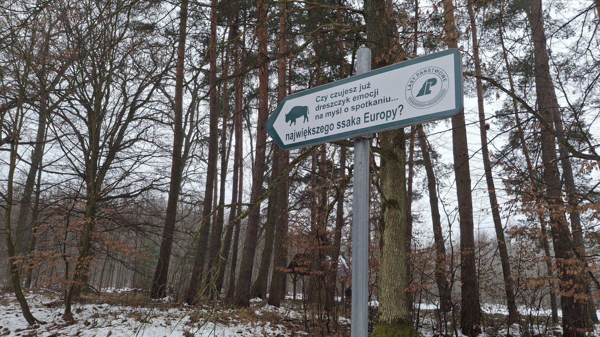 Tutaj żyją żubry. Wyjątkowe miejsce w sercu Puszczy Niepołomickiej