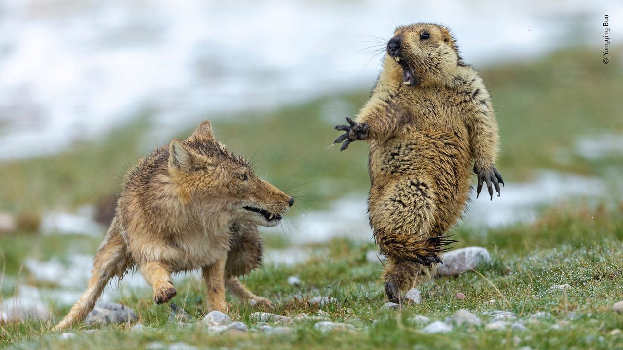 Najlepsze zdjęcia dzikiej przyrody - znamy zwycięzców Wildlife Photographer of the Year 2019