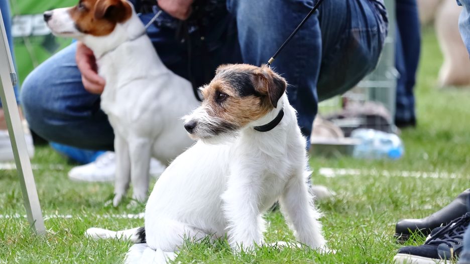 pies, jack russell terrier, jrt, wirehaired, wirehair jrt, dog, jack russel, russell, canino, jack russel terrier, braun, exhibition of purebred dogs, dog show, gras, domowych, domowy, portret, adorable, radosna, posiedzenie, atelier, wystawa psów, pies rasowy