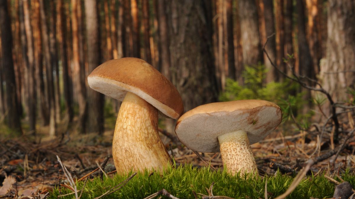 Goryczak żółciowy trochę przypomina prawdziwka. Trzeba uważać. 