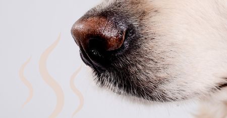 Nosework – co to jest i jak zacząć trening w domu?