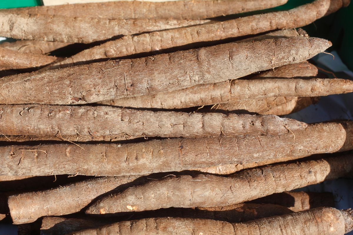 Salsify is a forgotten vegetable.