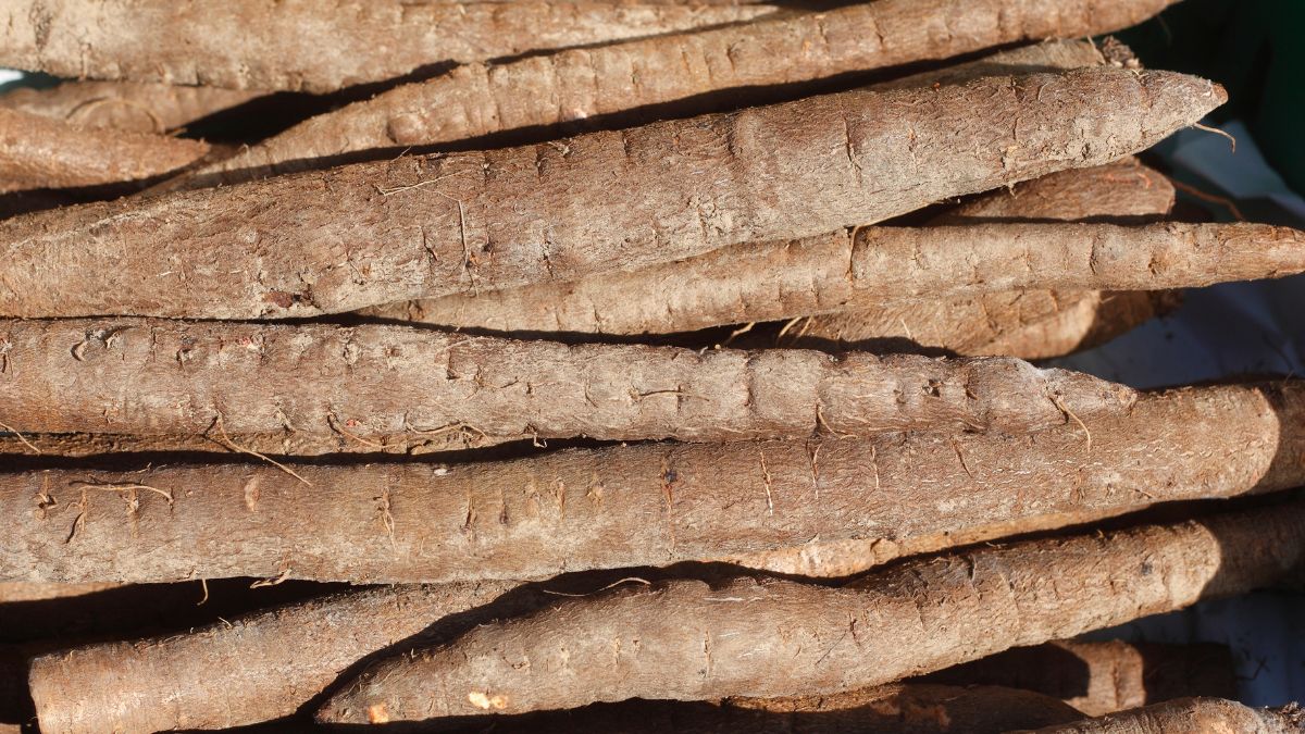 Skorzonera to zapomniane warzywo