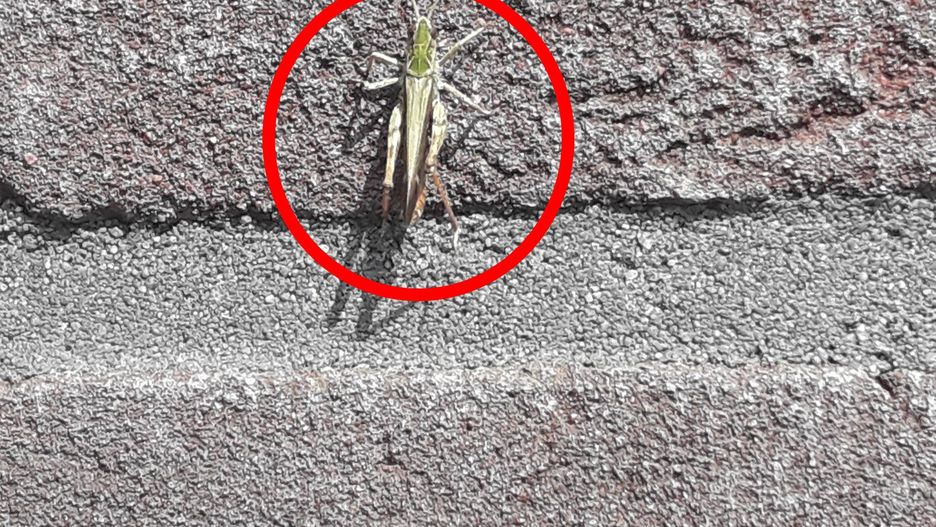 Plaga koników polnych na Słowacji. Zdjęcie ilustracyjne