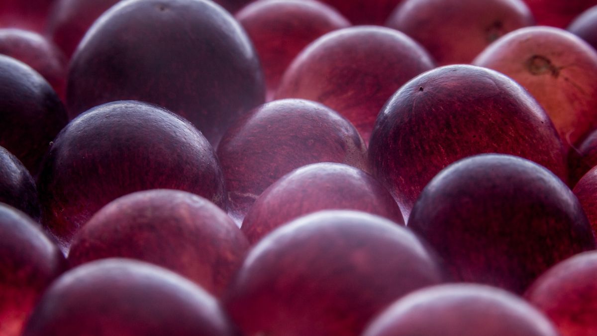 Grape abstract
Abstract grapes pattern background on backlit.Abstract grapes pattern background on backlit.
uuoott
Brightly Lit, Large Group of Objects, Textured, Organic, Color Image, Freshness, Circle, Dark, Red, Purple, Pattern, Crowded, Back Lit, Studio Shot, Macro, Close-up, Directly Above, Grape, Fruit, Crop, Plant, Season, Sweet Food, Food