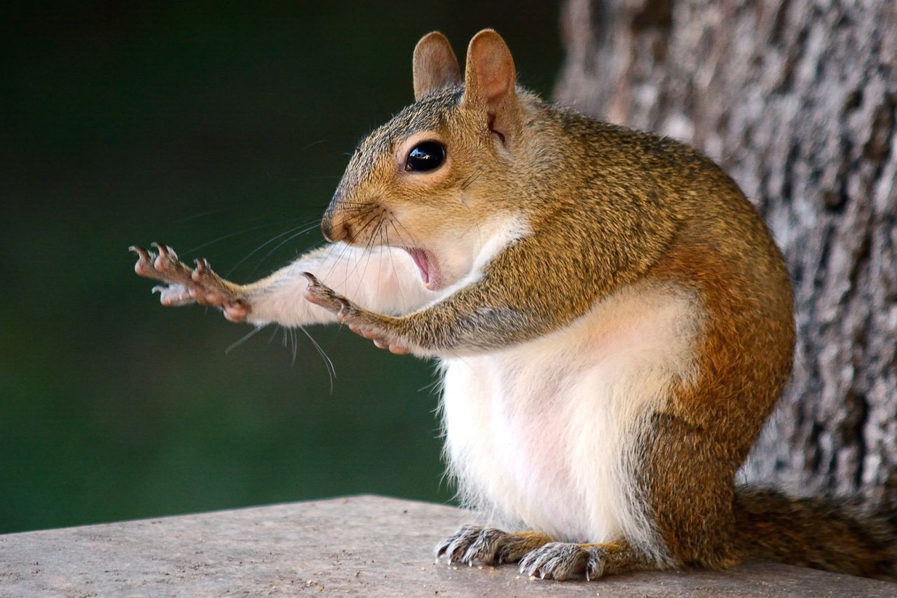 Zwycięzcy konkursu Comedy Wildlife Photography Awards 2018 zostaną wyłonieni 15 listopada, ale organizatorzy zaprezentowali juz 40 najzabawniejszych zdjęć dzikich zwierząt.  W tym konkursie nie jest ważna technika wykonania zdjęć, liczy się tylko to, czy zdołają one rozbawić jurorów. Jednak, jak twierdzą jurorzy, z roku na rok napływają do nich coraz lepsze technicznie zdjęcia. Z pośród ponad 2 tysięcy zgłoszeń 10 jurorów zdecydowało o tym, które przechodzą do finału.