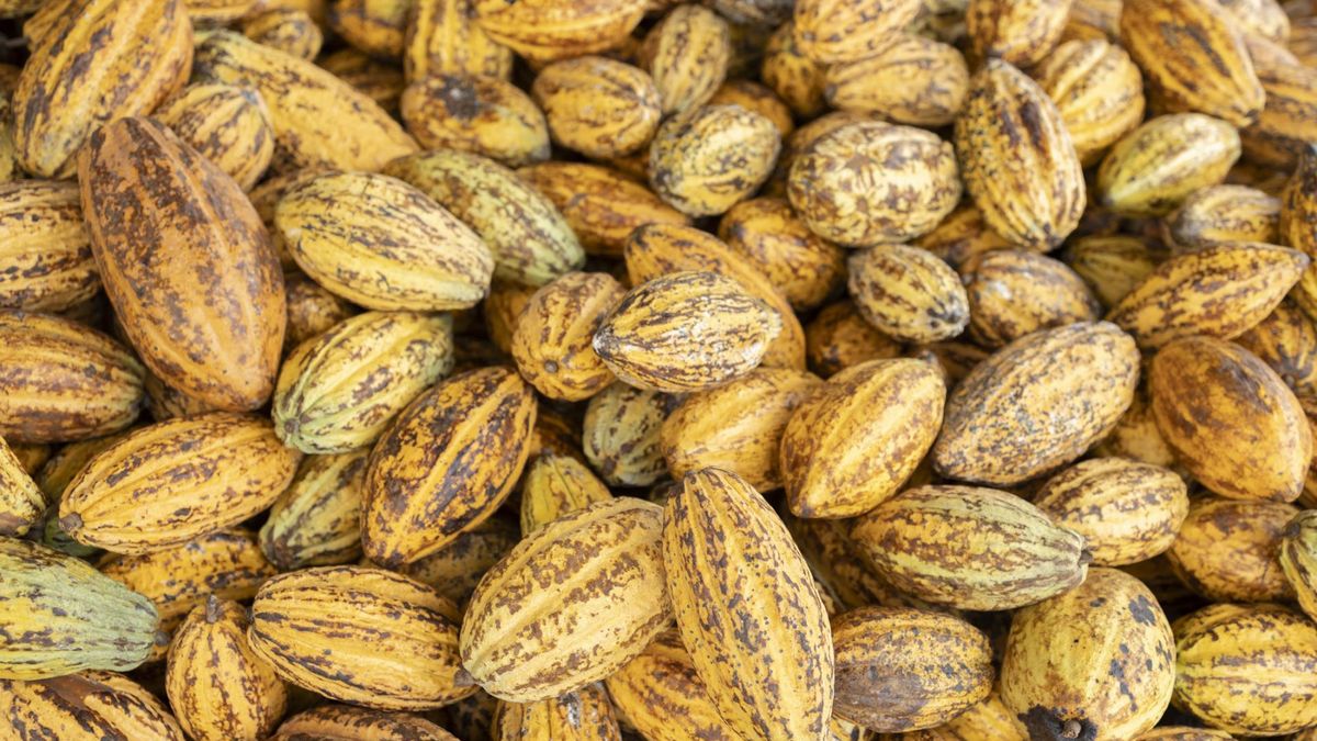 Źródłem miedzi jest między innymi kakao czy gorzka czekolada