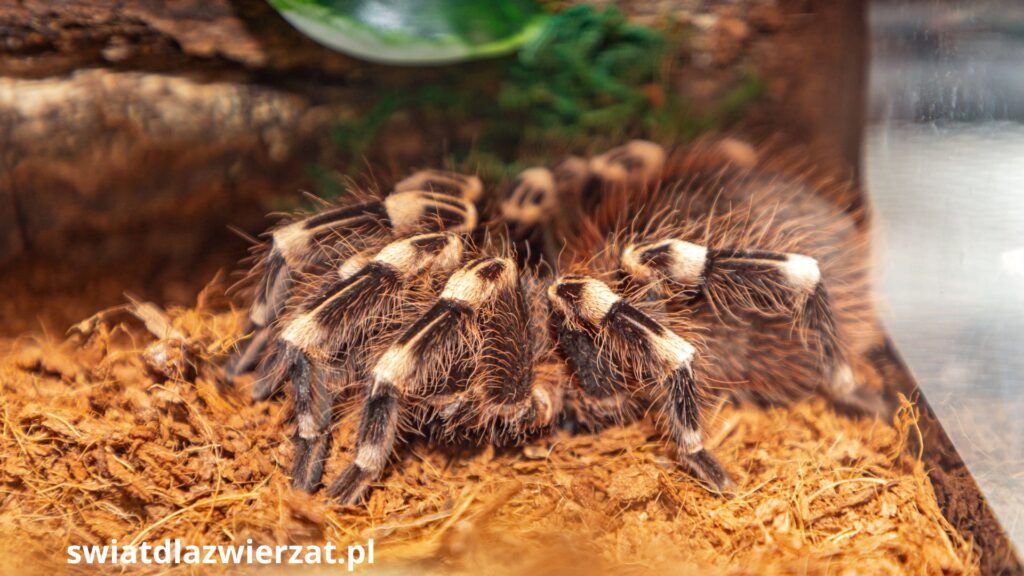 terrrarium ptasznik tarantula podłoże