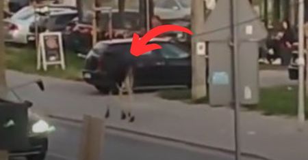 Zobaczyli go w Markach. Szedł ulicą. Natychmiast nagrali