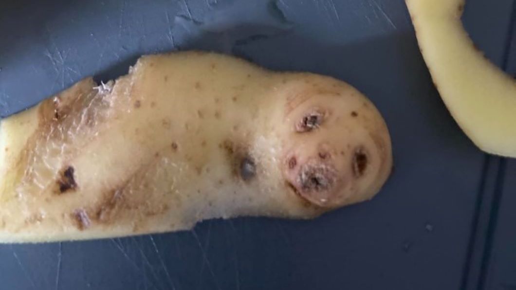 Kobieta zobaczyła fokę w obierkach od ziemniaków 