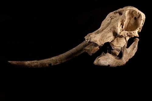 bone