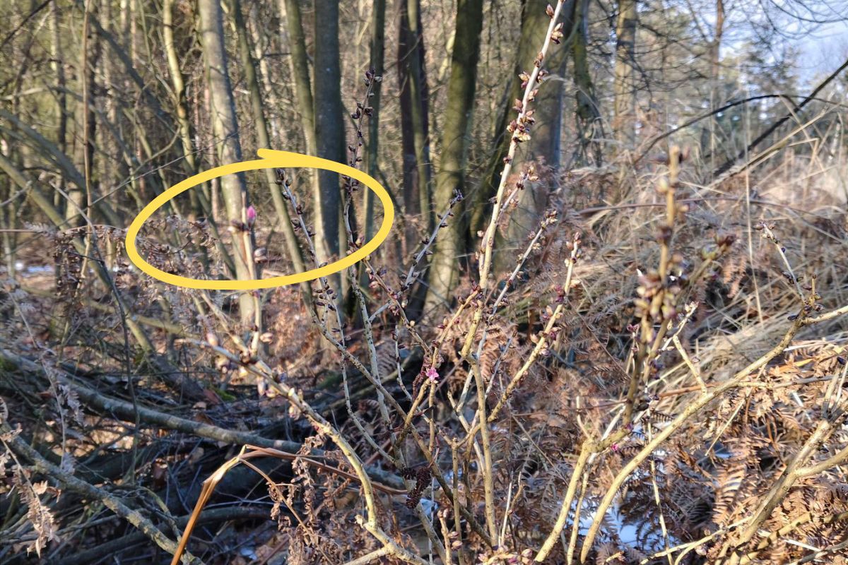 Kwitnie mimo mrozu. Leśnicy pokazali niezwykłe zjawisko w lesie