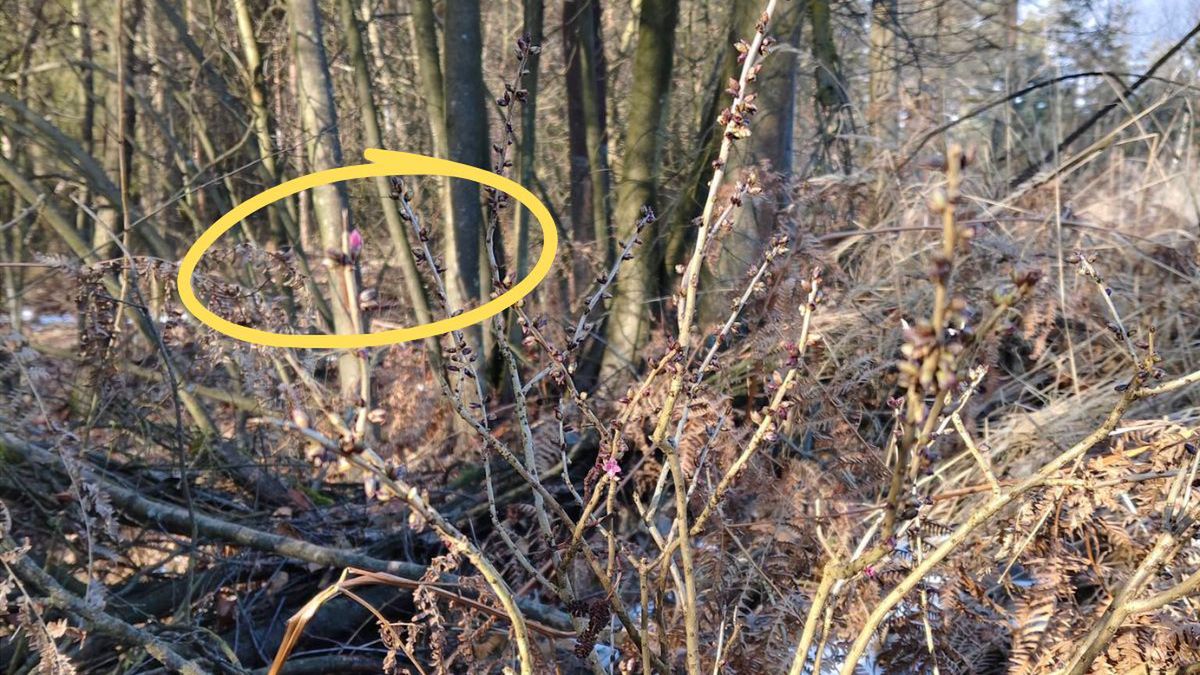 Piękny, ale niebezpieczny. Wawrzynek wilcze łyko kwitnie w lesie