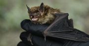 Koronawirus. Ekspertka: o zagrożeniu wiedzieliśmy od lat, ale i tak się nie przygotowaliśmy