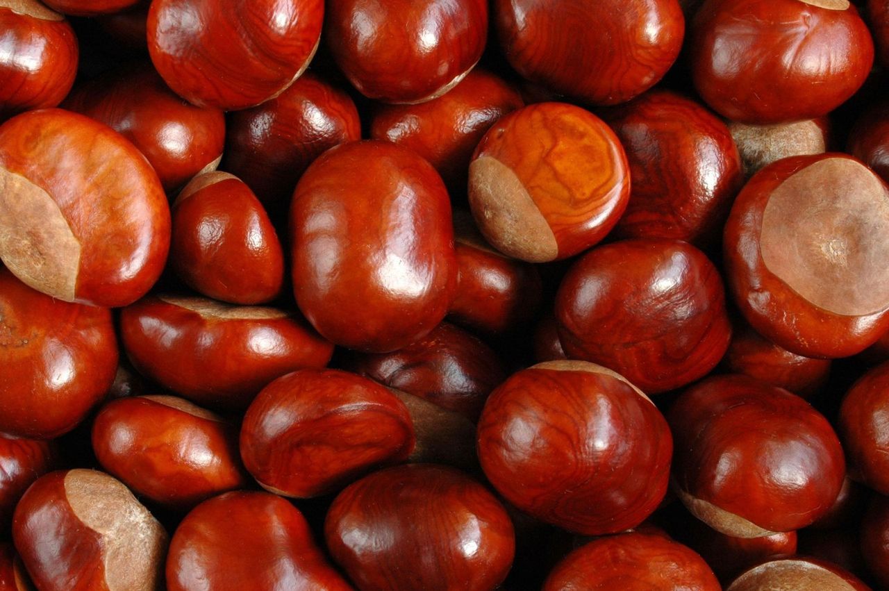 Właściwości kasztanów. To naturalne lekarstwo na problemy z jelitami. Szybko też zregeneruje wątrobę