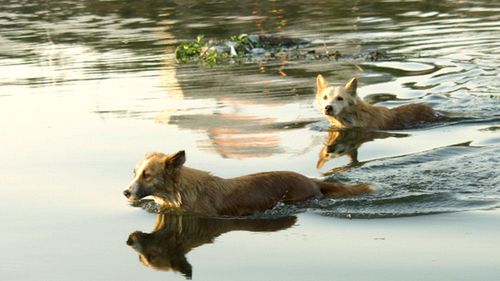 Z psem w samochodzie - dbamy o bezpieczeństwo 1