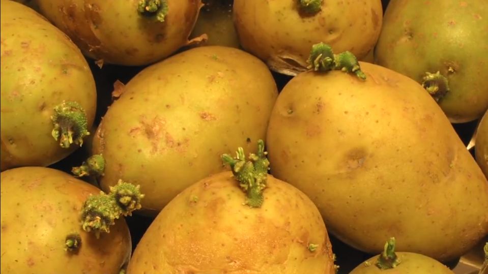 Kiełkujące ziemniaki. Zobacz, czy można je jeść (WIDEO)
