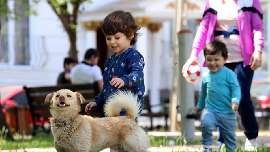 Pies dla dziecka. Którego wybrać?