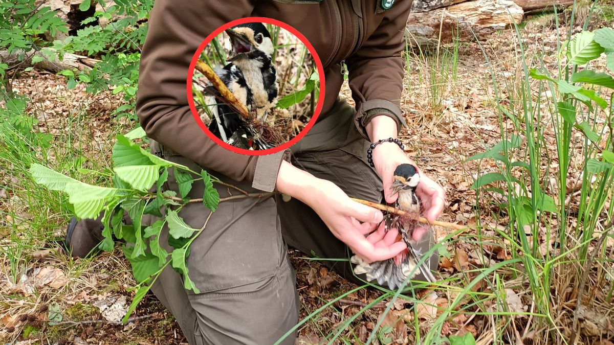  Leśnicy uratowali dzięcioła 