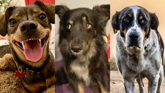 Wybraliśmy najpiękniejszego kundelka roku! Oto zwycięzcy konkursu