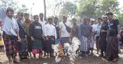 Krwawa tradycja na Bali. Turyści nie mogą na to patrzeć