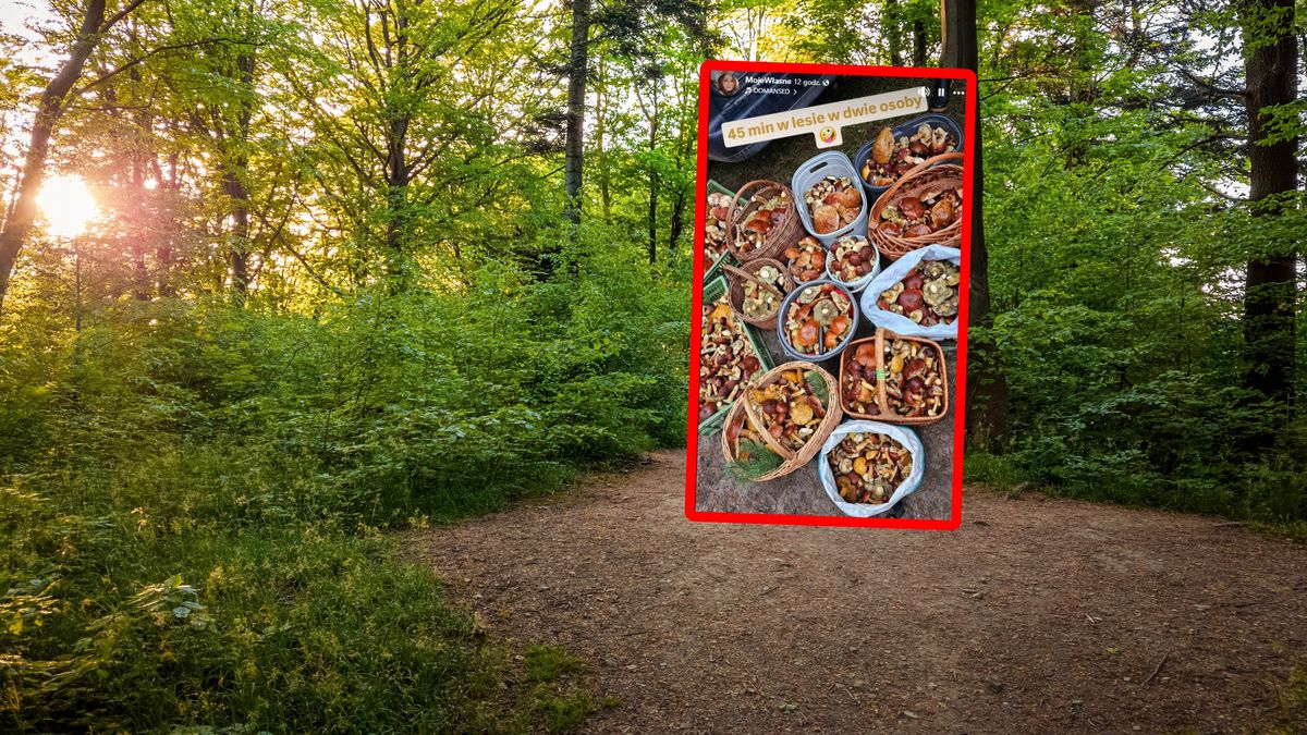 Imponujące efekty grzybobrania.