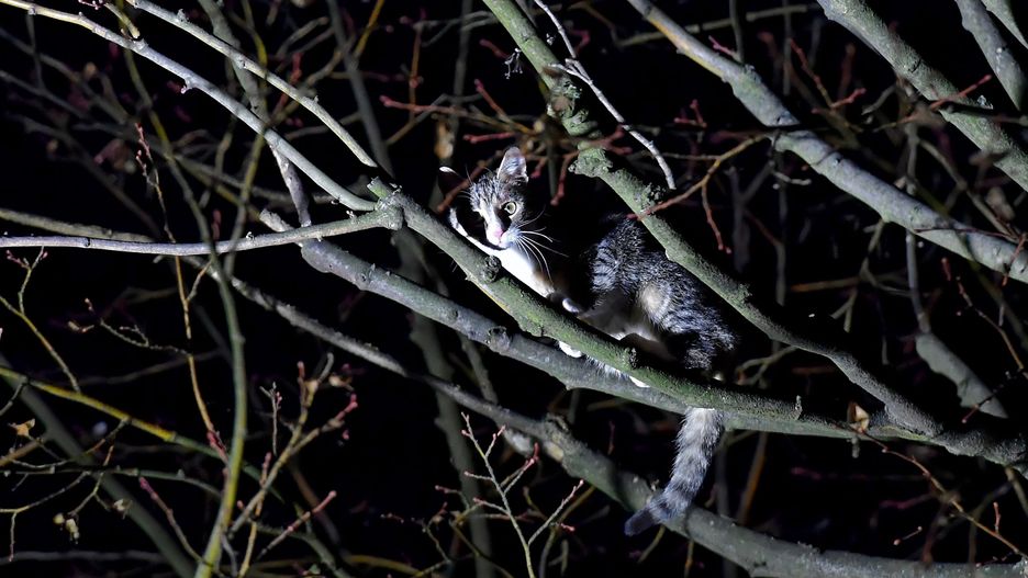 Kot wszedł na drzewo [zdj. ilustracyjne]