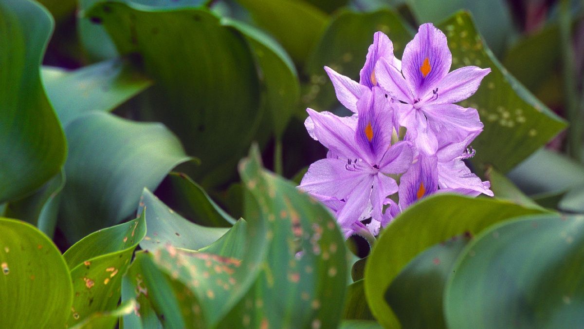 Ta roślina może być źródłem problemów