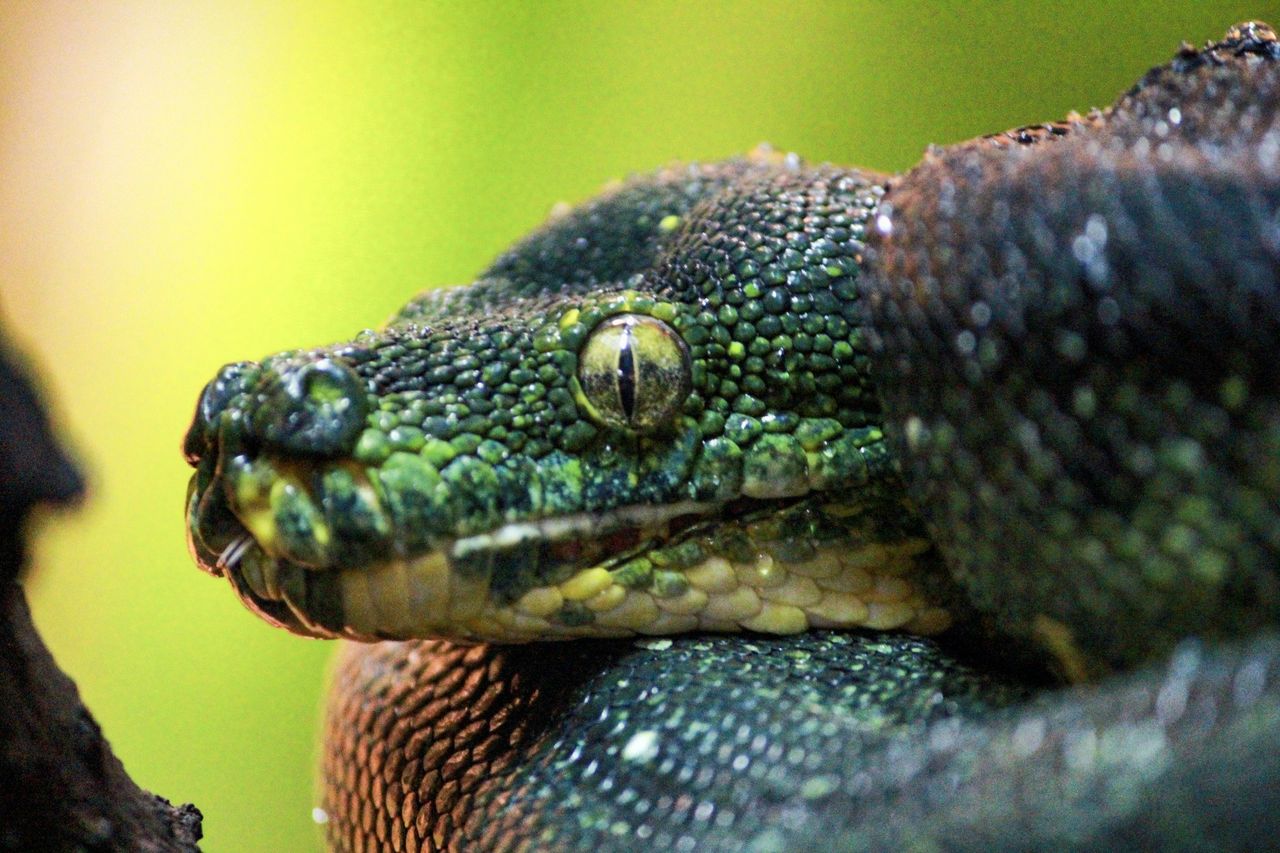 Nowy mieszkaniec zoo