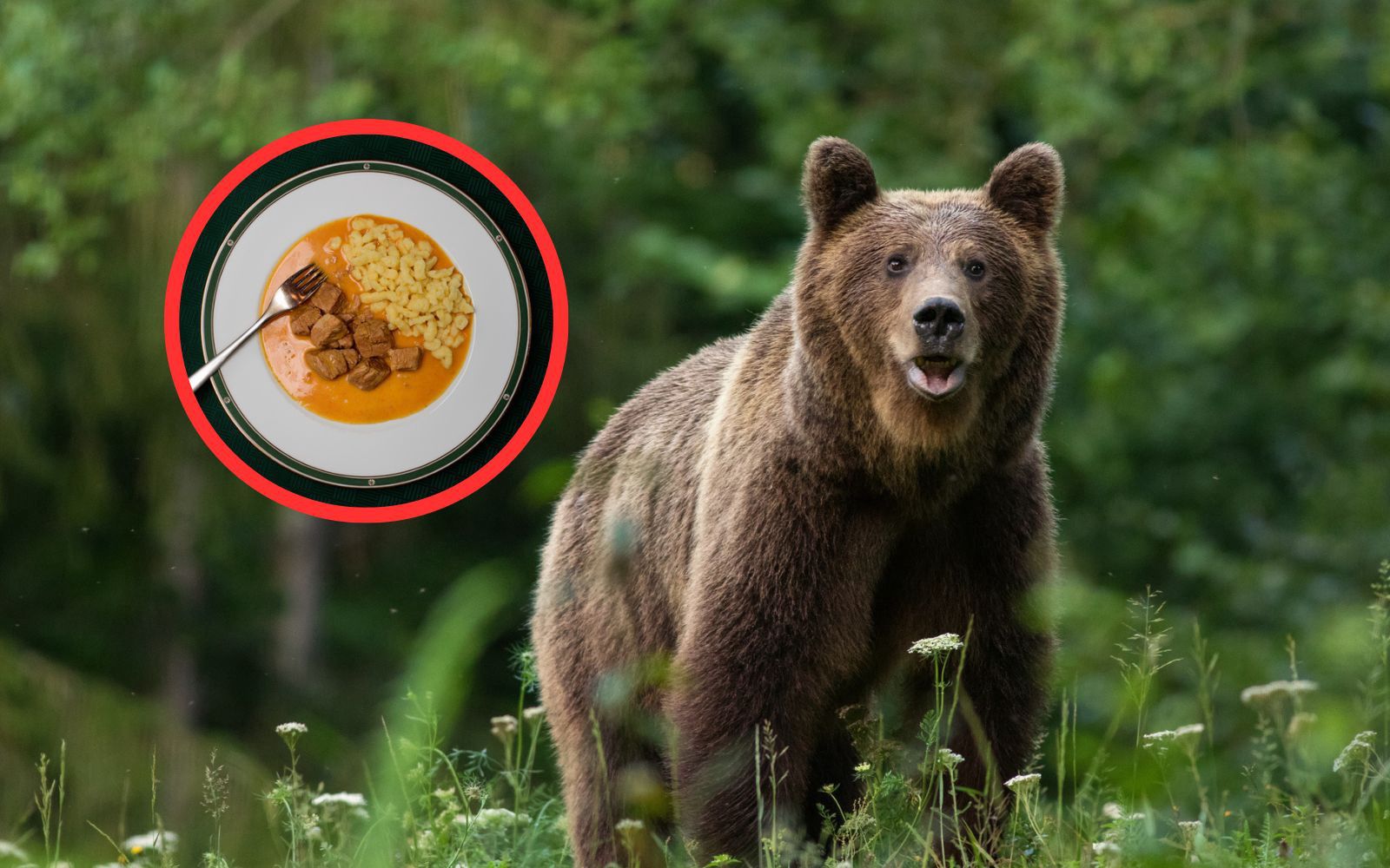 Serwowali gulasz z niedźwiedzia. Będzie potężna kara