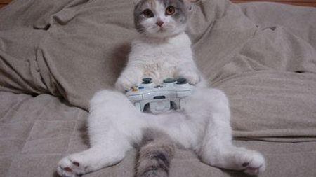 Gra idealna dla kota 1