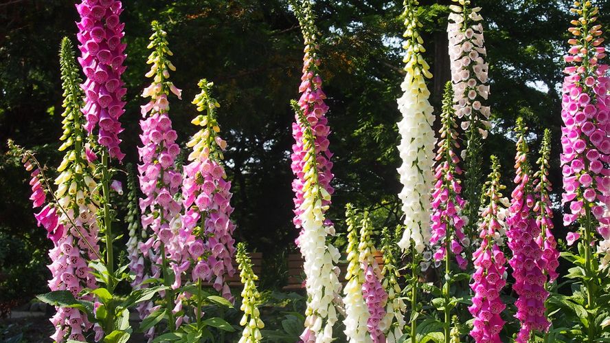 "Wskrzesza zmarłych i zabija żywych". Piękna i szalenie groźna roślina w twoim ogrodzie