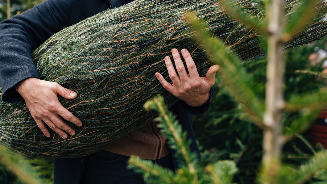 Lasy Państwowe ostrzegają przed kleszczami